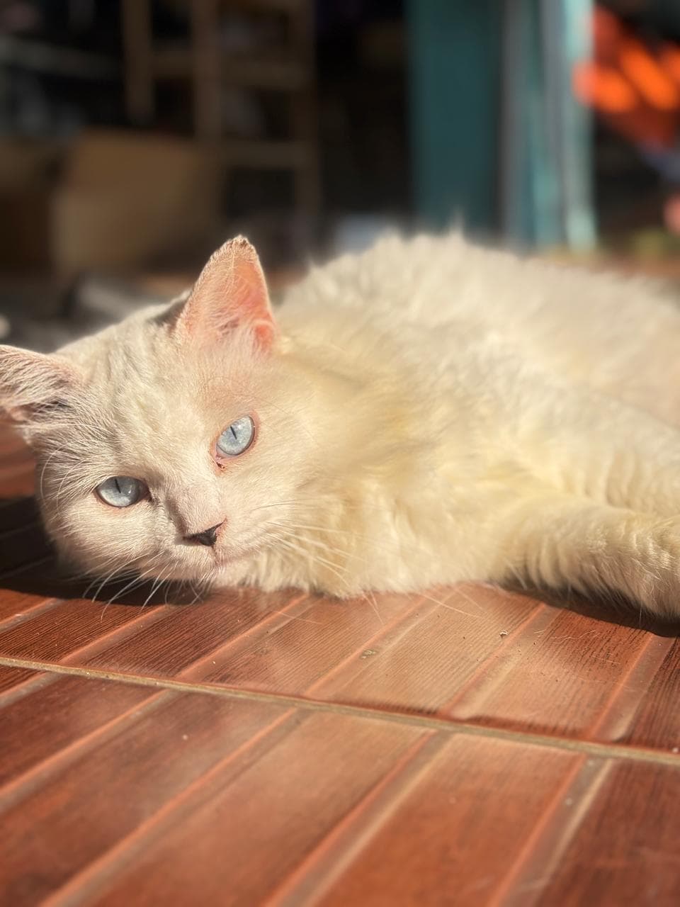 Semol — white blue-eyed cat resting on red tile
