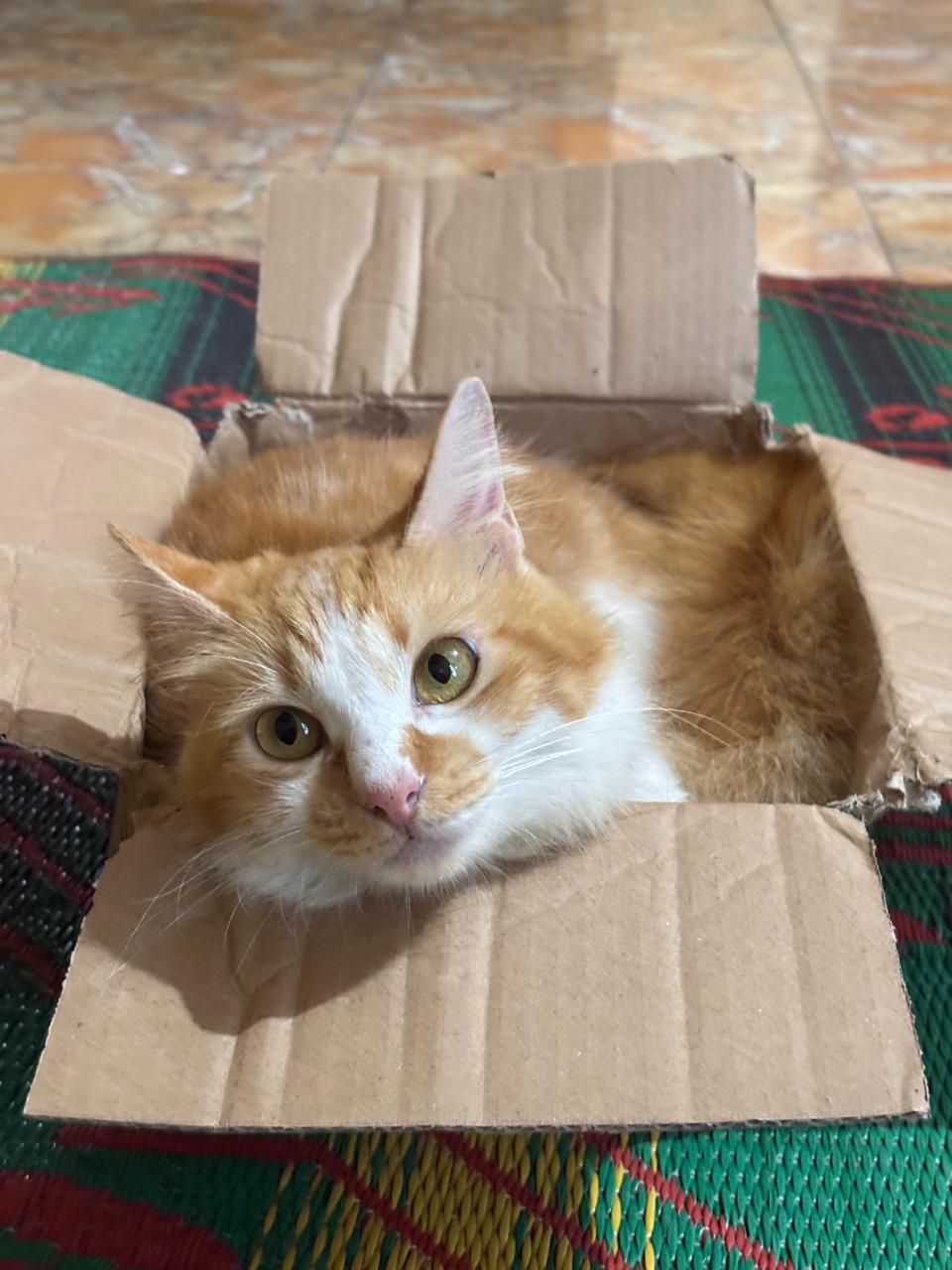 Bara curled inside a cardboard box on a woven mat