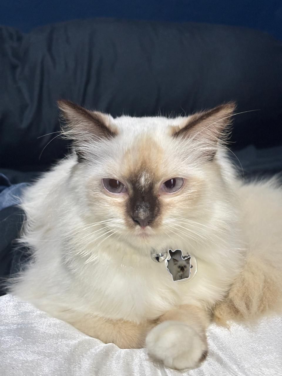 Mochi the seal-point ragdoll posing on a white duvet